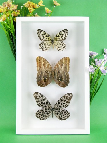 Beaux papillons magnifiques - beaux,