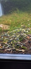Caridina Galaxy Fishbone