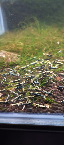 Caridina galaxy fishbone - galaxy,