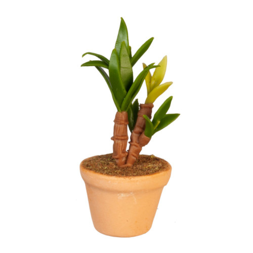 Plante tropicale maison - tropicale,