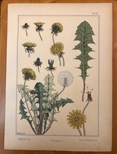 Eugène GRASSET : PISSENLIT