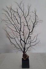 curiosité , taxidermie 