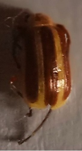 Chrysomelidae disonycha - chrysomelidae,