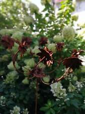 Roue à vent en rouille noble