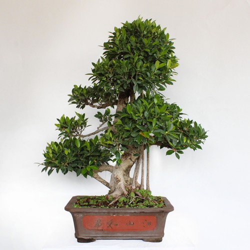 Kentis bonsaï ficus - kentis,