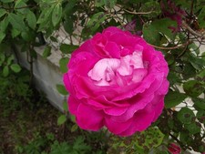 Rosier grimpant rose pourpre, très ancien