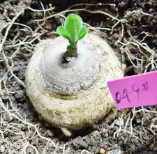 Sale Dia 5.1cm Rare Plant