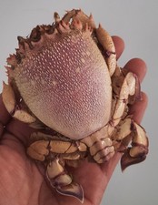 curiosité , taxidermie : crabe Grenouille Naturalisé #1