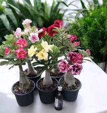 100 graines rares d'Adenium Obesum couleurs surprises-Rose du désert-Faux Baobab