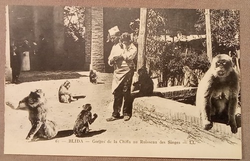 Cpa algérie blida - cpa,, algÉrie,