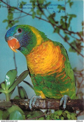 Carte postale animaux - animaux,
