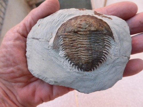 Trilobite ordovicien - trilobite,