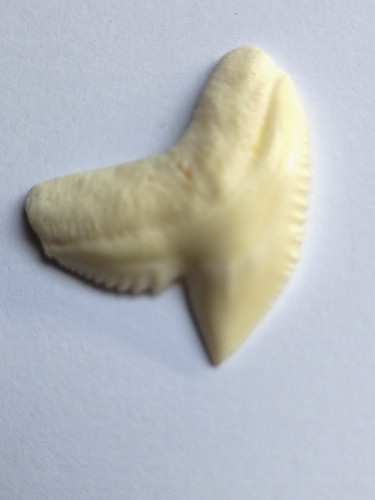 Dent requin tigre nlle - dent, de