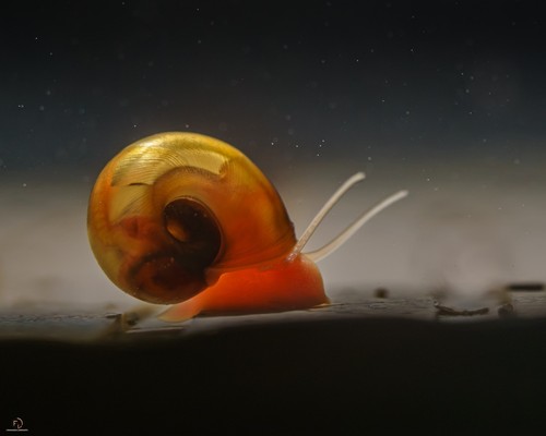 Planorbes escargots eau - escargots, d'eau