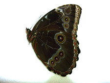 ENTOMOLOGIE-MORPHO  HELENOR