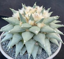 18cm Rare Cacti Caudex retusus