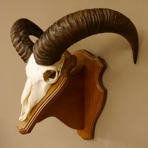 Mouflon - , (ovis