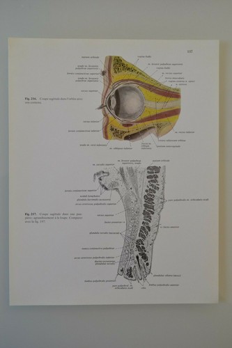 Planche anatomie humaine - d'anatomie,