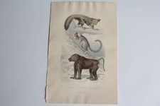 Gravure BUFFON Aye-Aye