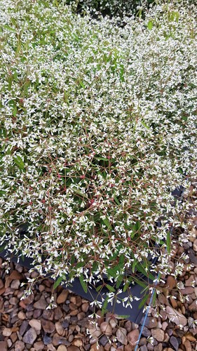 Euphorbia starblast white - euphorbia, x