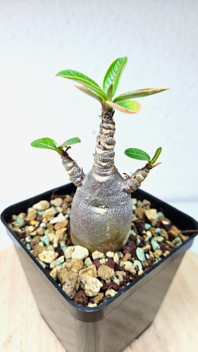 Adenium red caudex kalamae f1 - caudex, (kalamae