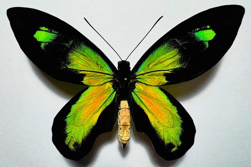 Amazing ornithoptera victoriae - ornithoptera,