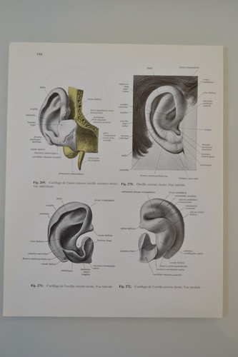 Planche anatomie humaine - planche,