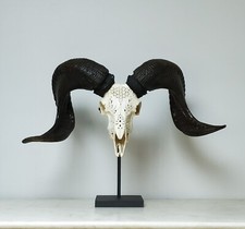 Taxidermie - Crane de bélier