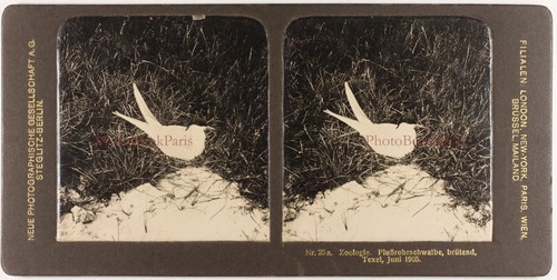 Oiseau hirondelle roseau - oiseau, de