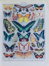 Gravure originale "Papillons Exotiques" – Adolphe Millot (1898) | Planche vintag