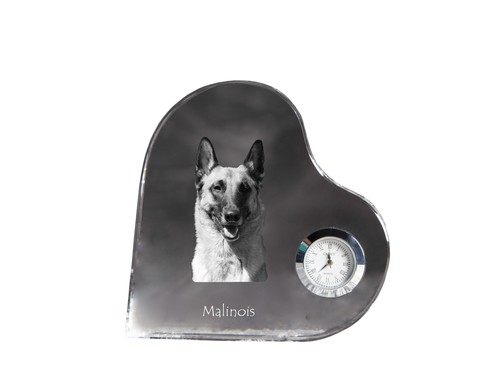 Malinois chien berger - chien, de