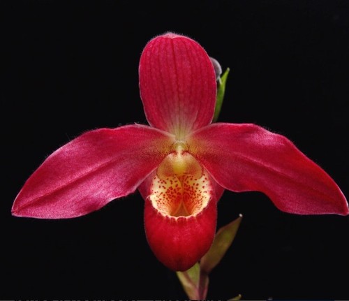 Phragmipedium magdalene rose - phragmipedium,