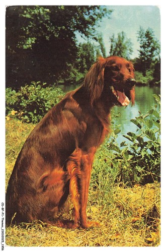 Bfp1 0979 chien setter - cd-bfp1-0979-chien,