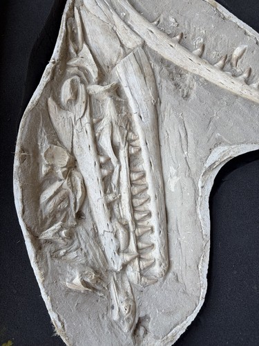 Mosasaur skull fossil museum - skull,