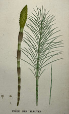 PRELE DES FLEUVES Plante