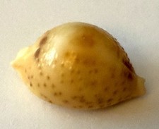 coquillage  Cypraea CICERCULA