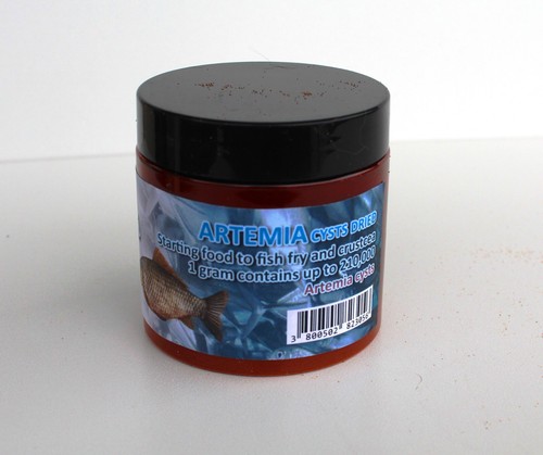 Artemia salina brine shrimp - salina,