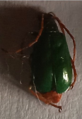 Chrysomelidae diabrotica - -,