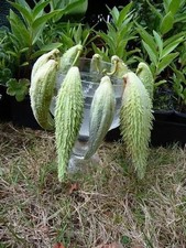 20 graines Asclépias / Arbre