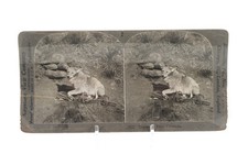 Coyote Dans Un Piège -