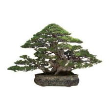 10 Graines Casuarina cunninghamiana, Pin Australien, Bonsaï