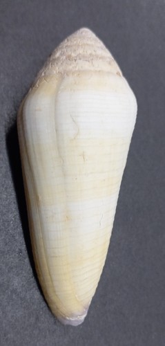 Conus terebra - conus,