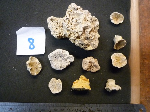 Coraux corail - corail,
