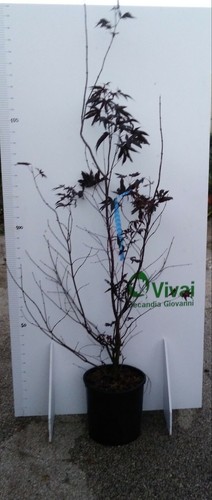 Plante acer palmatum acier - acer,