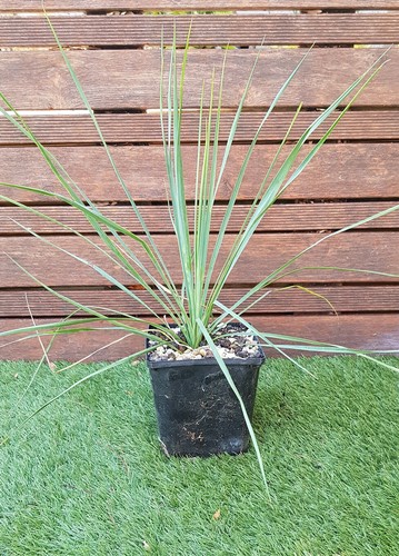 Yucca rostrata plant - "rostrata",, de