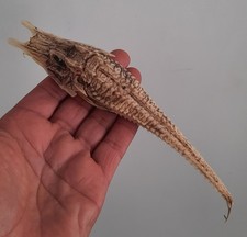 curiosité , taxidermie 