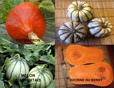 10 GRAINES DE COURGE BIO(BUTTERNUT,SUCRINE,POTIMARRON,PATIDOU,JACK LITT)AU CHOIX