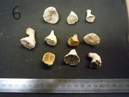 Coraux corail - coraux,