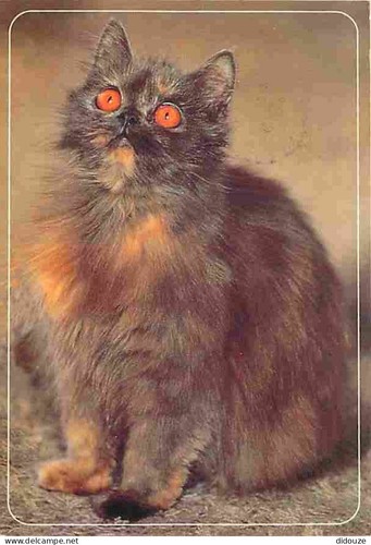 Carte postale animaux - -,