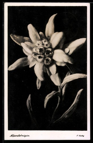 Carte postale edelweiss - carte, en